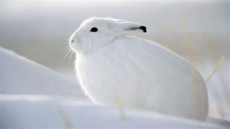 Director Stephen C. . Snow bunnies pics